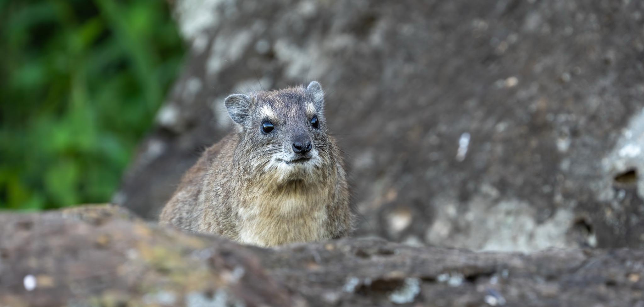 Rock Hyrax